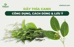 Dây Thìa Canh: Công Dụng, Cách Dùng & Lưu Ý 2025