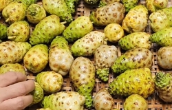 Noni có mùi nồng vì sao? 7 cách uống trái nhàu dễ chịu mà vẫn giữ thói quen