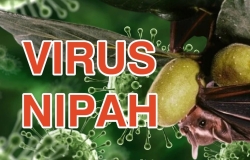 Virus Nipah là gì? Nguồn gốc, mức độ nguy hiểm và cách phòng tránh