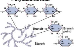Polysaccharide là gì và có công dụng gì với sức khỏe?