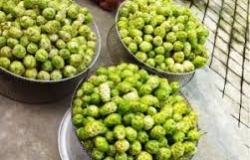 Trái nhàu tươi vs nhàu khô vs nước cốt: nên chọn loại nào để bắt đầu cho “dễ hợp cơ địa”?