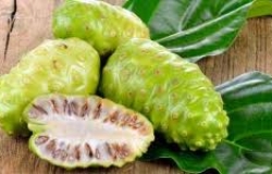 Tại sao trái nhàu được xem là tốt cho bệnh nhân tiểu đường?