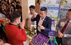 Nước cốt nhàu nguyên chất là gì? Cách chọn đúng và vì sao nên ưu tiên Vitalnoni