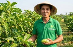 Trái nhàu (Noni) là gì? Công dụng, cách dùng và lưu ý an toàn khi sử dụng