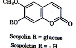 Scopoletine trong trái nhàu là gì và có công dụng gì với sức khỏe?