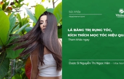 Lá Bàng Trị Rụng Tóc, Kích Thích Mọc Tóc Hiệu Quả 