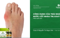 Công dụng của Trái nhàu, nước cốt nhàu trị Gout và cách sử dụng Hiệu Quả