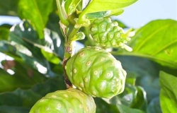 Nguồn gốc cây nhàu: từ đảo Tahiti xa xưa đến “thần dược” nổi tiếng khắp thế giới