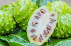 Cây nhàu có giúp gì cho bệnh nhân bại liệt thần kinh không?