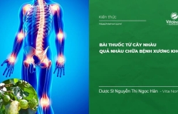 Bài thuốc từ Cây Nhàu, Quả Nhàu chữa bệnh Xương Khớp