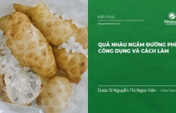 Quả Nhàu ngâm đường Phèn: Công dụng, cách làm, cách sử dụng