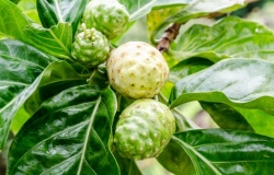 Vì sao trái Nhàu có thể tự bảo quản mà không cần chất bảo quản?