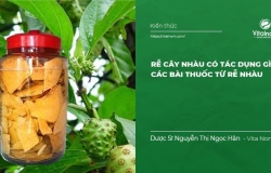 Rễ Cây Nhàu có tác dụng gì? Các bài thuốc từ Rễ Nhàu