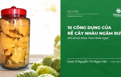 10 công dụng Rễ cây Nhàu ngâm rượu đối với sức khỏe