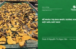 Rễ nhàu trị Đau Nhức Xương Khớp, Mệt Mỏi