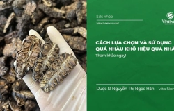 Cách lựa chọn và sử dụng quả nhàu khô hiệu quả nhất