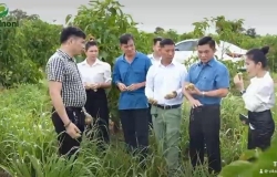 Video giới thiệu về Vital Noni - Vitalnoni.com