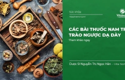 Các bài thuốc nam trị trào ngược dạ dày: Dễ kiếm & hiệu quả