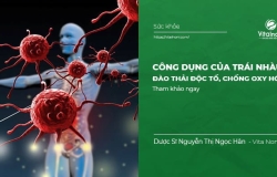 Công dụng của Trái nhàu đào thải độc tố, Chống oxy hóa