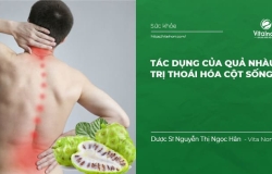 Tác dụng của Quả nhàu trị thoái hóa cột sống