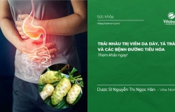 Trái Nhàu trị viêm dạ dày, tá tràng và các bệnh đường tiêu hóa