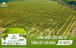 Vùng trồng nguyên liệu trái nhàu Vital Noni 70 Hecta - Vitalnoni.com