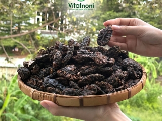 Trái nhàu phơi khô đun nước uống có tác dụng gì? 