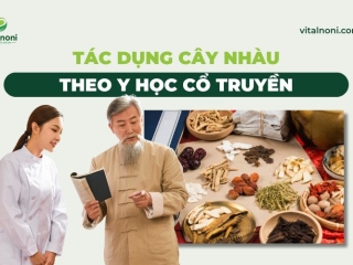 Tác dụng Cây Nhàu theo Y học cổ truyền: Quả, Lá, Rễ trị bệnh gì?