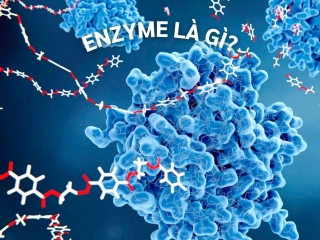 Tầm quan trọng của enzyme với cơ thể con người – Vì sao Noni Enzyme trở nên đặc biệt?
