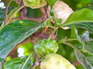 Nước cốt nhàu là gì? Công dụng và cách dùng nước cốt nhàu Vitalnoni cho người tiểu đường, huyết áp