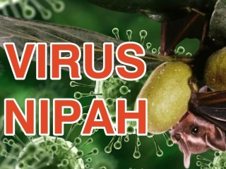 Virus Nipah là gì? Nguồn gốc, mức độ nguy hiểm và cách phòng tránh