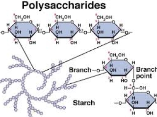 Polysaccharide là gì và có công dụng gì với sức khỏe?