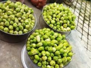 Trái nhàu tươi vs nhàu khô vs nước cốt: nên chọn loại nào để bắt đầu cho “dễ hợp cơ địa”?