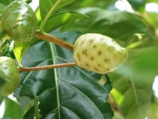 Công dụng trái nhàu với giảm đau xương khớp: Hiểu đúng để dùng an toàn và hiệu quả