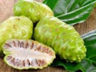 Tại sao trái nhàu được xem là tốt cho bệnh nhân tiểu đường?