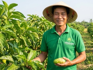 Trái nhàu (Noni) là gì? Công dụng, cách dùng và lưu ý an toàn khi sử dụng