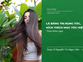 Lá Bàng Trị Rụng Tóc, Kích Thích Mọc Tóc Hiệu Quả 