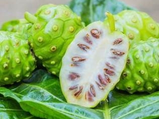 Cây nhàu có giúp gì cho bệnh nhân bại liệt thần kinh không?