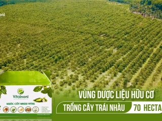 Vùng trồng nguyên liệu trái nhàu Vital Noni 70 Hecta - Vitalnoni.com