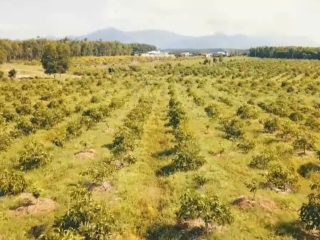 Vùng trồng chuẩn hữu cơ