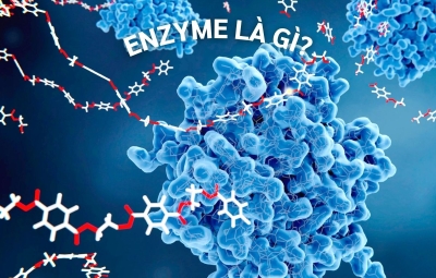 Tầm quan trọng của enzyme với cơ thể con người – Vì sao Noni Enzyme trở nên đặc biệt?
