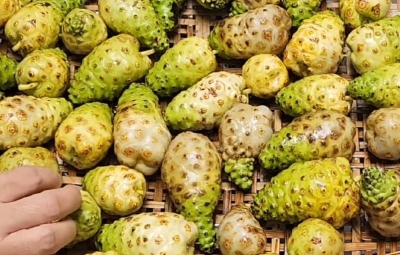Noni có mùi nồng vì sao? 7 cách uống trái nhàu dễ chịu mà vẫn giữ thói quen