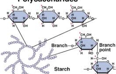 Polysaccharide là gì và có công dụng gì với sức khỏe?