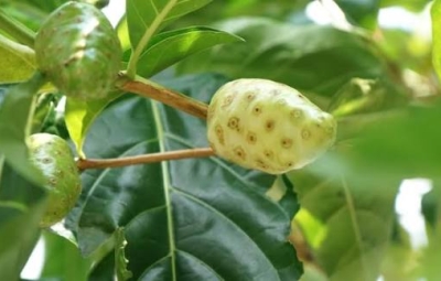 Công dụng trái nhàu với giảm đau xương khớp: Hiểu đúng để dùng an toàn và hiệu quả