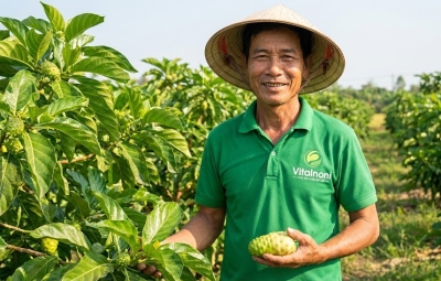 Trái nhàu (Noni) là gì? Công dụng, cách dùng và lưu ý an toàn khi sử dụng