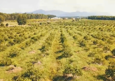 Vùng trồng chuẩn hữu cơ