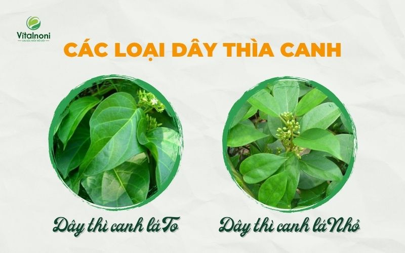 Dây thìa canh có 2 loại