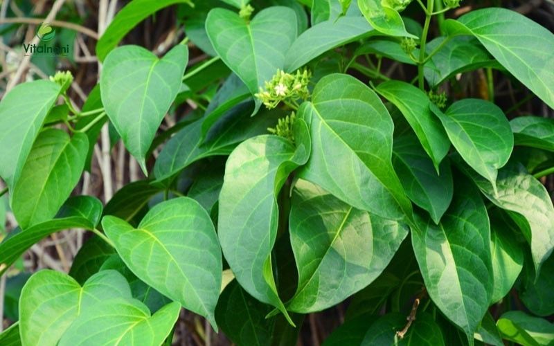 Dây thìa canh nổi bật với công dụng hỗ trợ điều trị tiểu đường