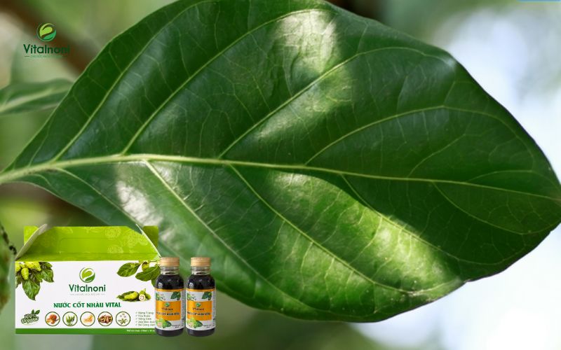 Lá nhàu ăn sống được không?