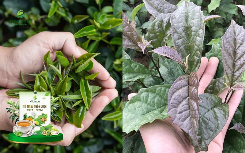 Nhóm trà thảo dược